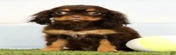 Cavalier King Charles Spaniel dogs for sale: Nutmeg - Ad 1