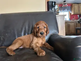 Irish Setter dogs Irish Setter Puppy 4 - Ad 17