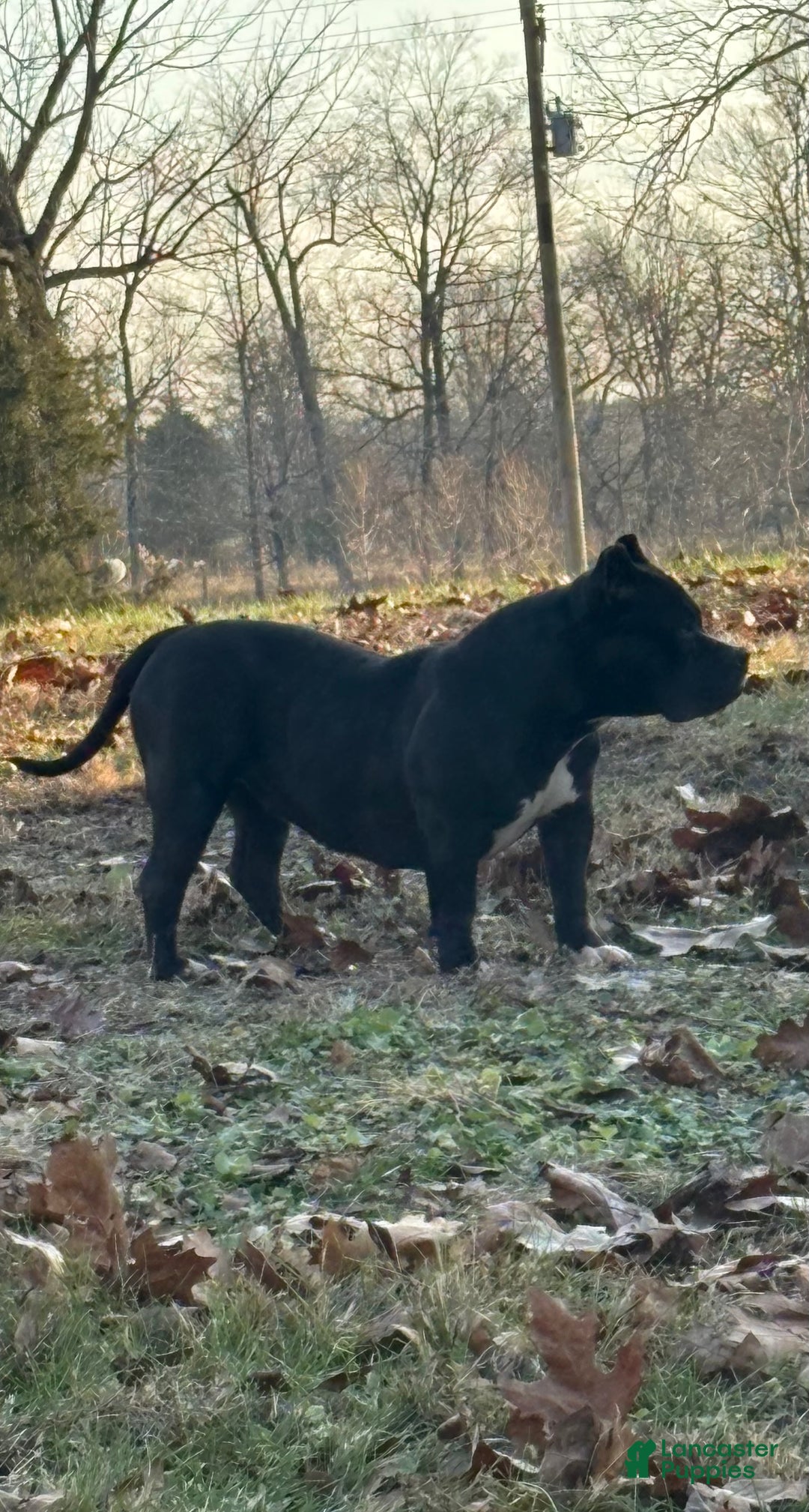 American Bully dogs for sale: Bella - Ad 1