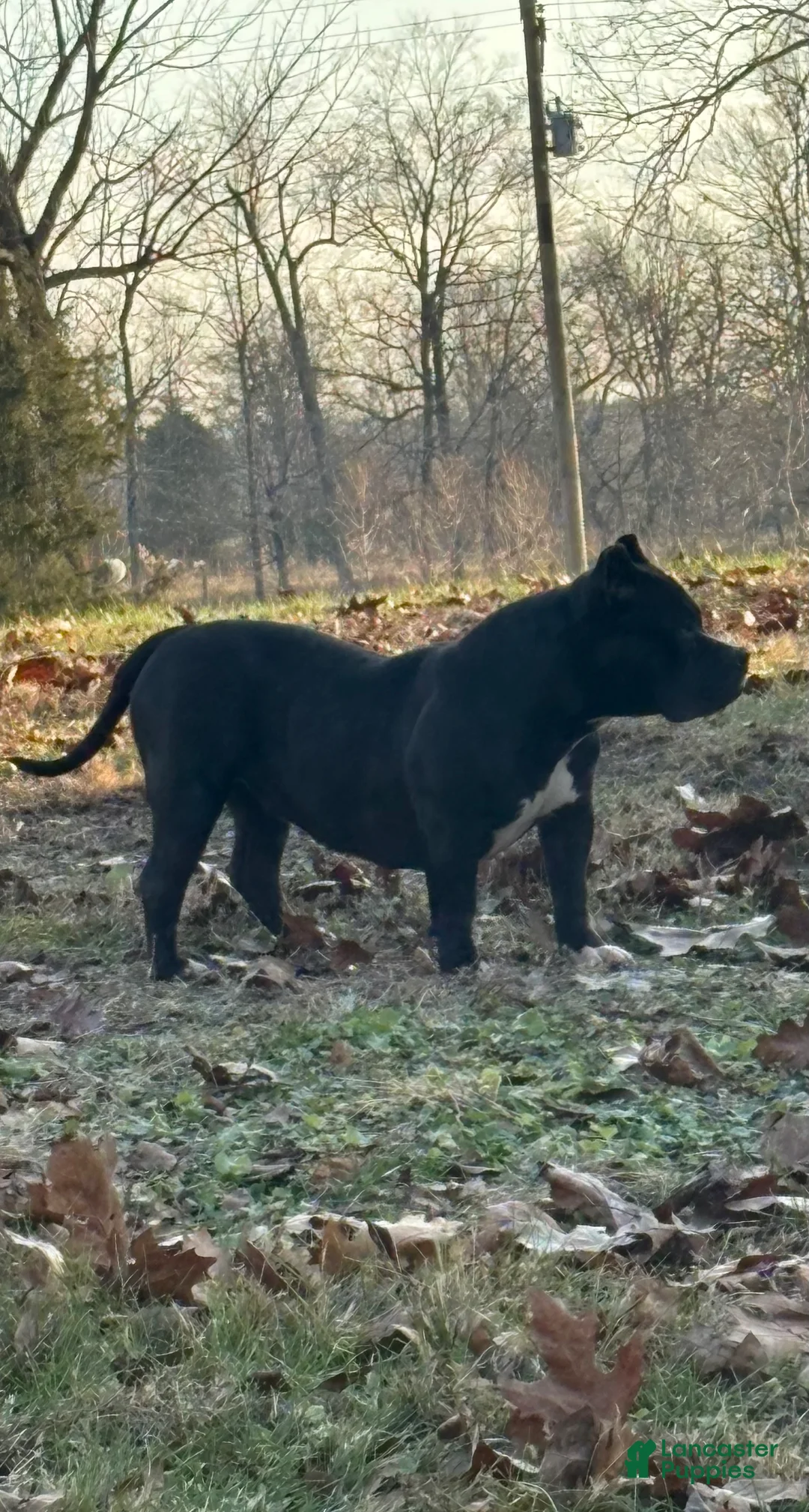 American Bully dogs for sale: Bella - Ad 1