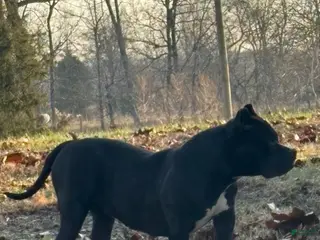 American Bully dogs Bella - Ad 3