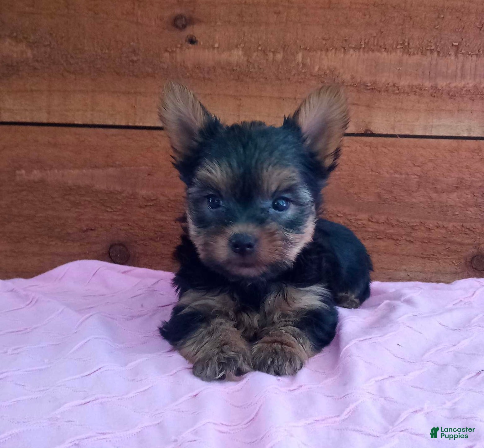 Yorkshire Terrier dogs for sale: Remi - Ad 2