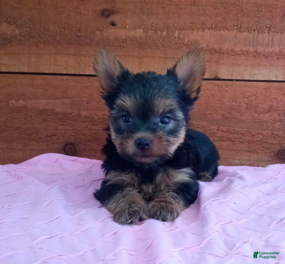Yorkshire Terrier dogs for sale: Remi - Ad 1