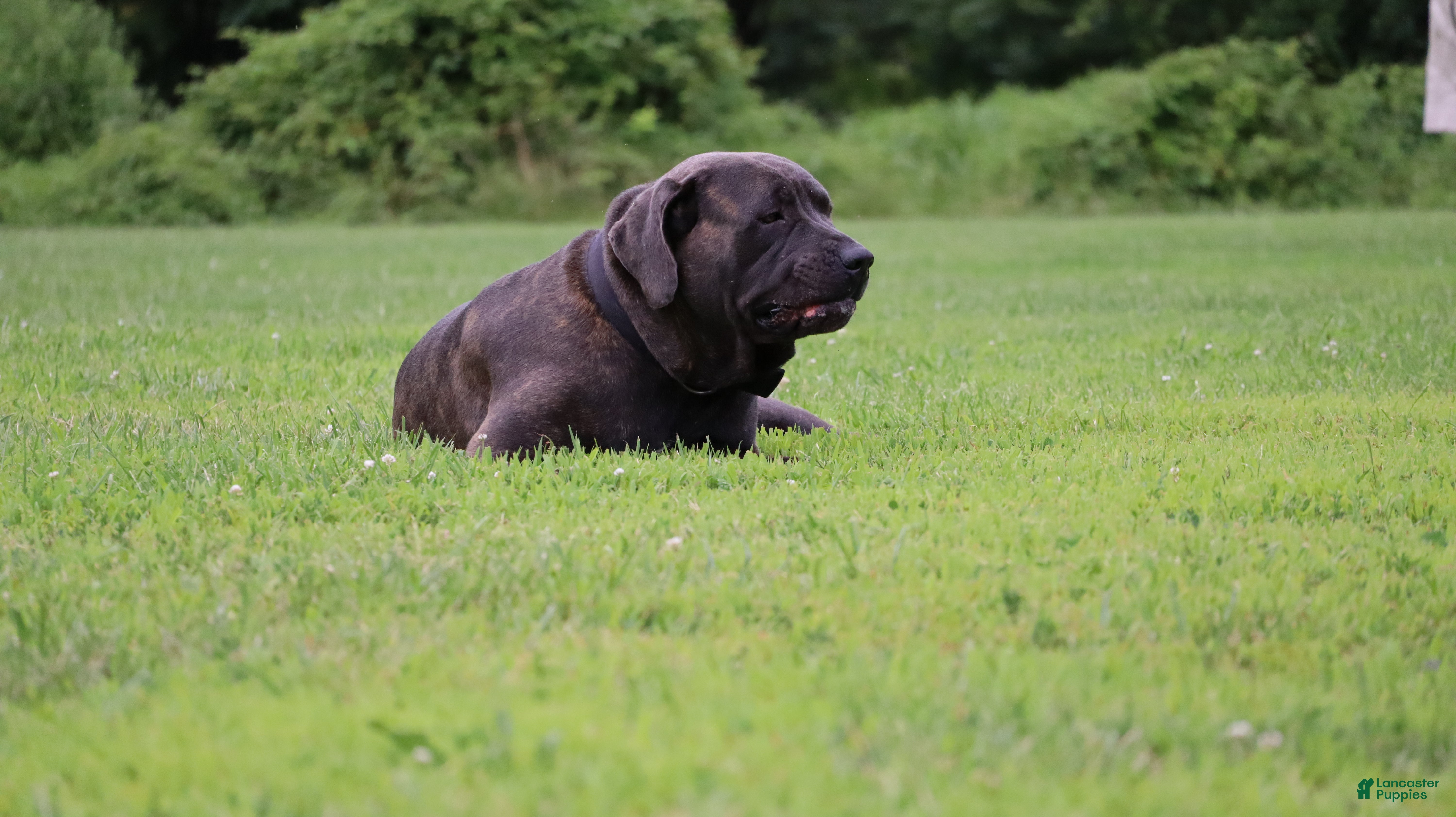 Cane Corso dogs Andromeda  - Ad 2