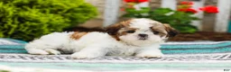 Shih Tzu dogs for sale: Bambi (Raised in Home, Crate Trained & Potty Training!) - Ad 3
