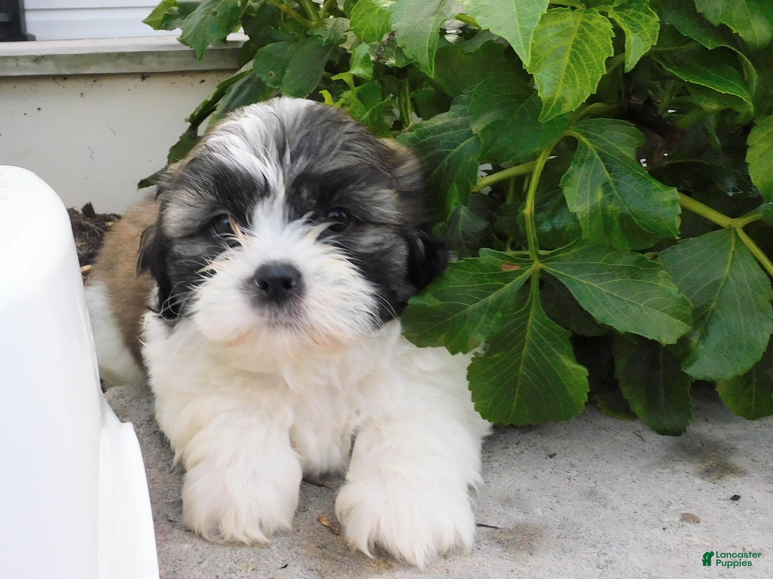 Teddy Bear dogs Prince - Ad 2