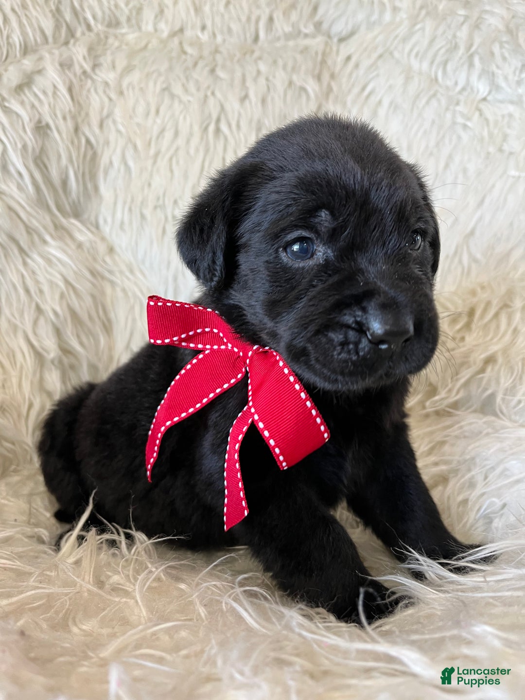 Labrador Retriever dogs for sale: Rocky - Ad 3