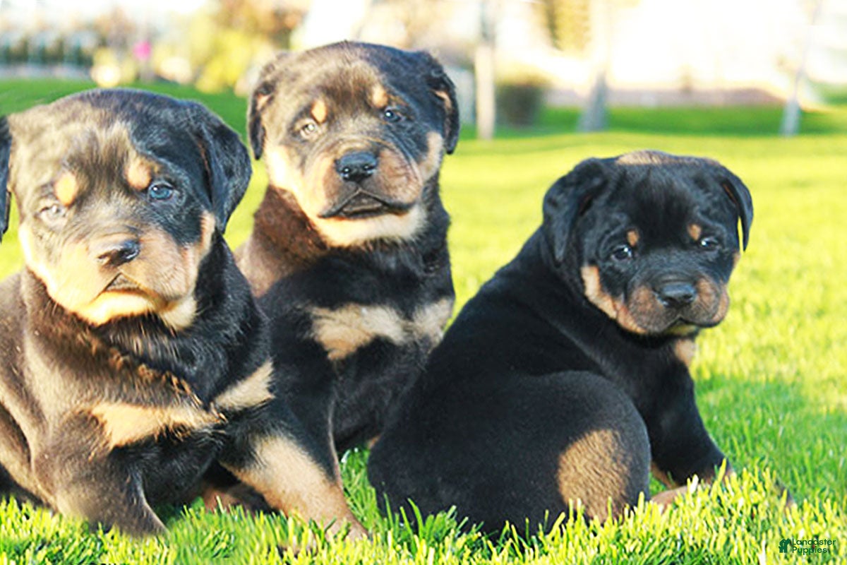 Rottweiler dogs Rottweiler Female 2 - Ad 5