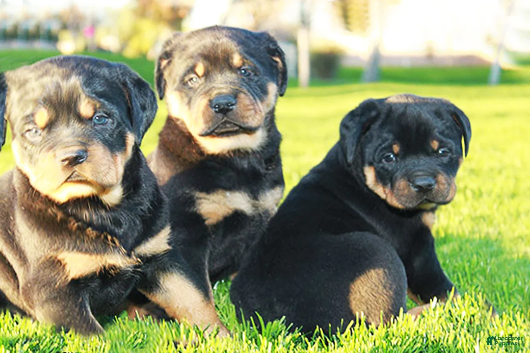 Rottweiler dogs for sale: Rottweiler Female 2 - Ad 1
