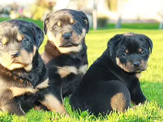 Rottweiler dogs Rottweiler Female 2 - Ad 5
