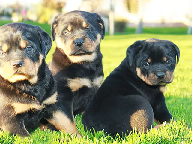 Rottweiler dogs for sale: Rottweiler Female 2 - Ad 41