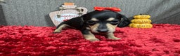Miniature Dachshund dogs for sale: Miniature Dachshund Puppy 4 - Ad 6