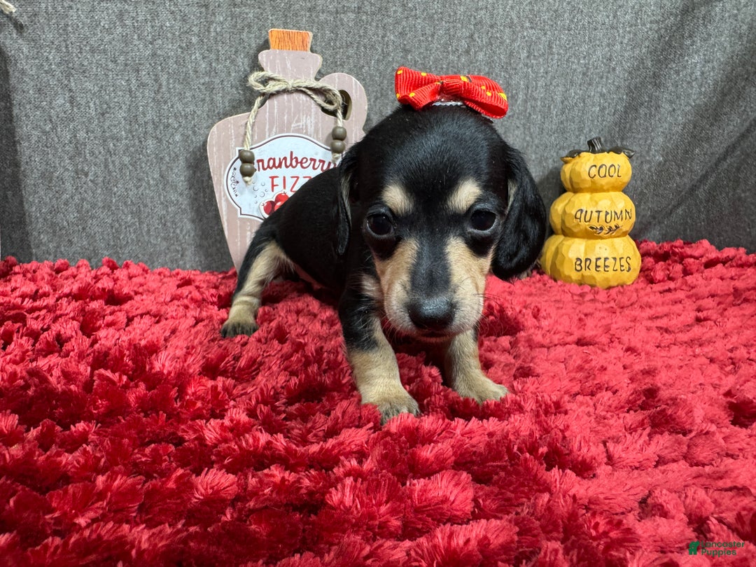 Miniature Dachshund dogs for sale: Miniature Dachshund Puppy 4 - Ad 6