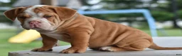 Mixed Breed dogs for sale: Hercules Bulldog hybrid  - Ad 3