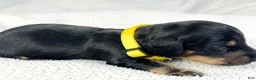 Miniature Dachshund dogs for sale: Vanilla - Ad 4