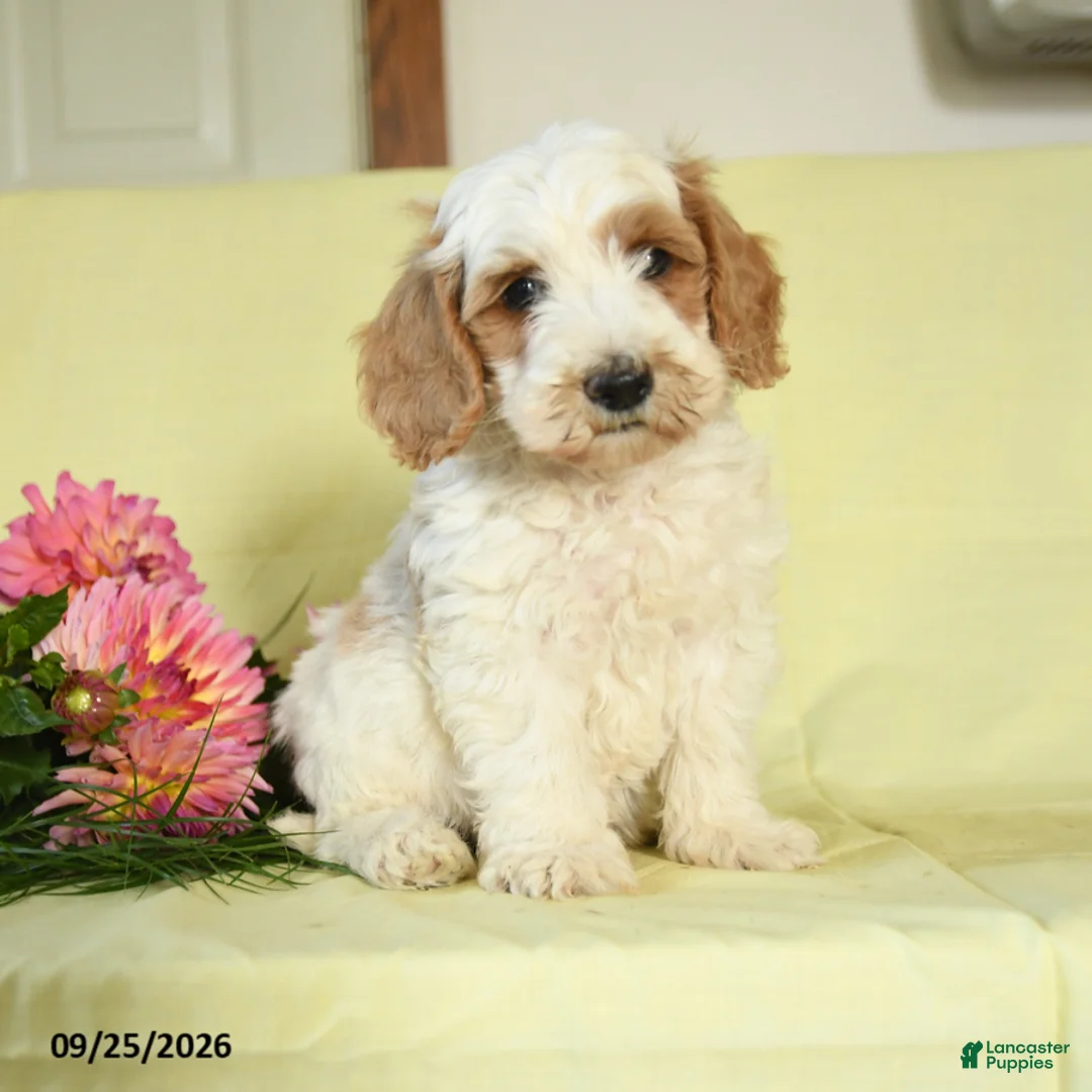Mini Goldendoodle dogs for sale: Tank - Ad 2