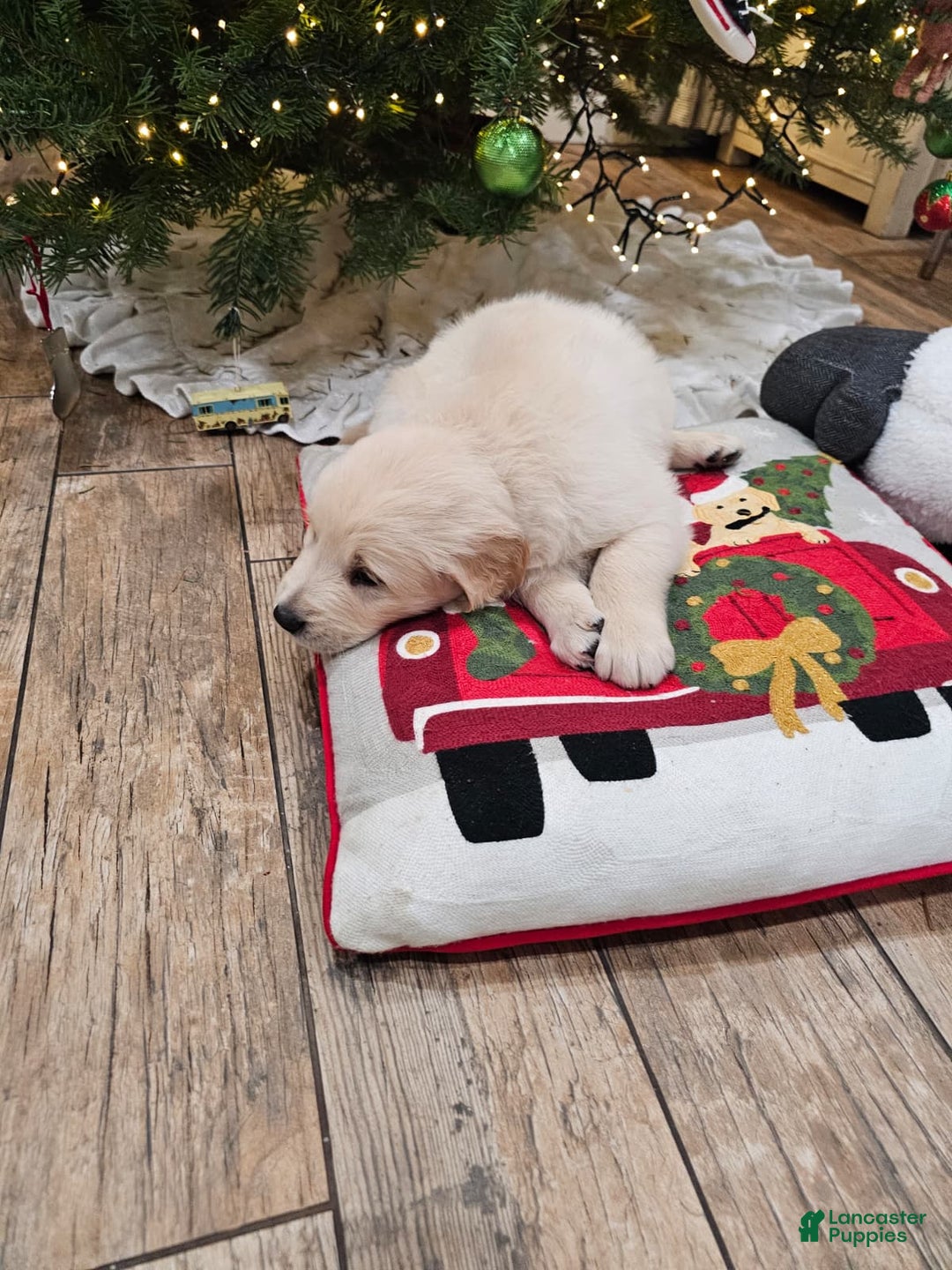 Golden Retriever dogs for sale: Golden Retriever Puppy 4 - Ad 59