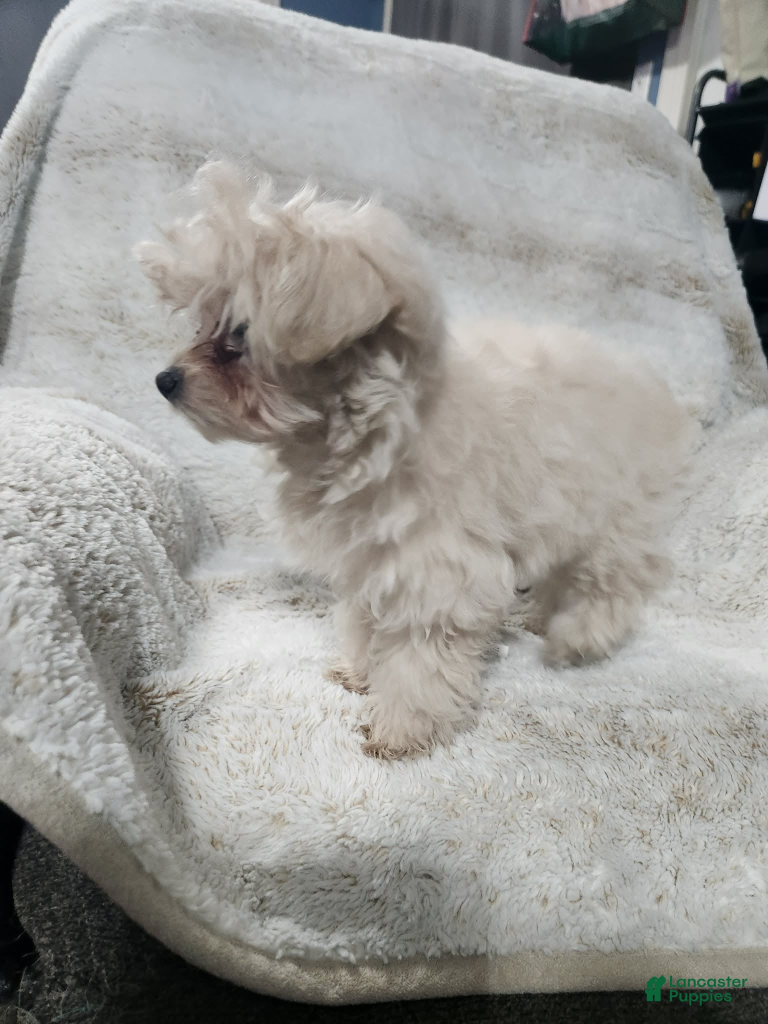 Pomapoo dogs Aubrey  - Ad 41