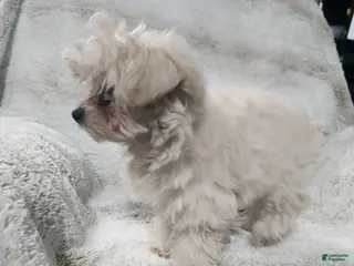 Pomapoo dogs Aubrey - Ad 27