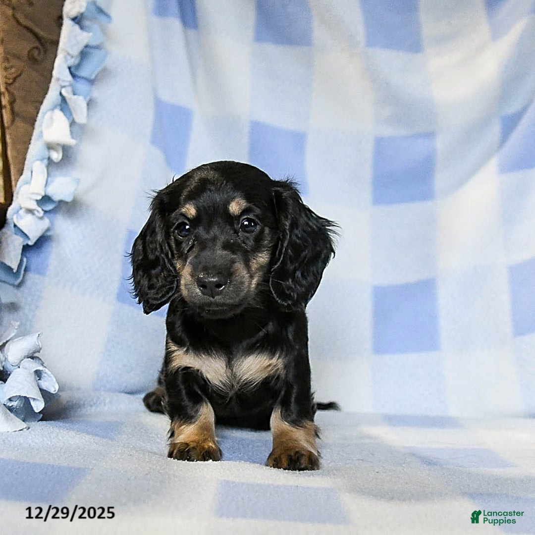 Miniature Dachshund dogs for sale: Amber - Ad 1