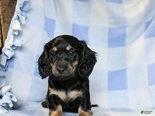 Miniature Dachshund dogs Amber - Ad 8
