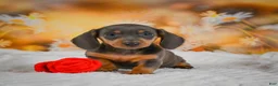 Miniature Dachshund dogs for sale: Dory - Ad 7