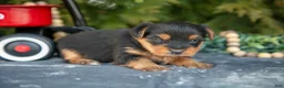 Yorkshire Terrier dogs for sale: Tyler - Ad 1