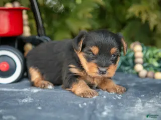 Yorkshire Terrier dogs Tyler - Ad 11