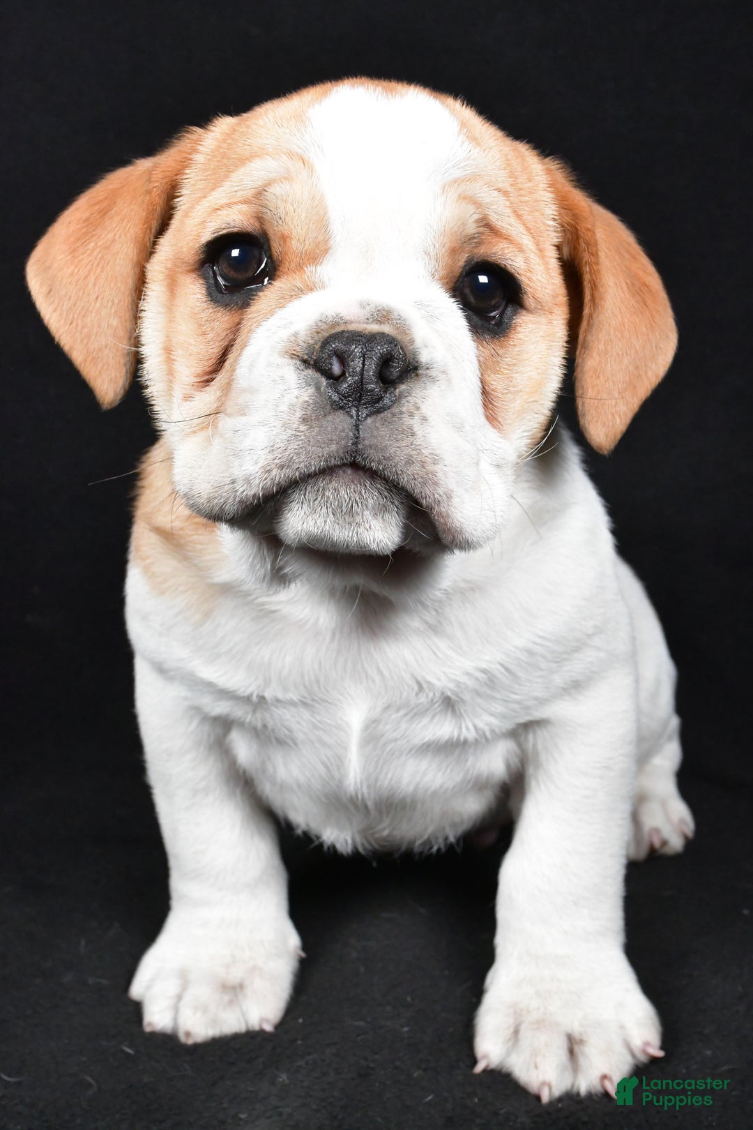 Mixed Breed dogs for sale: Diesel - Ad 2