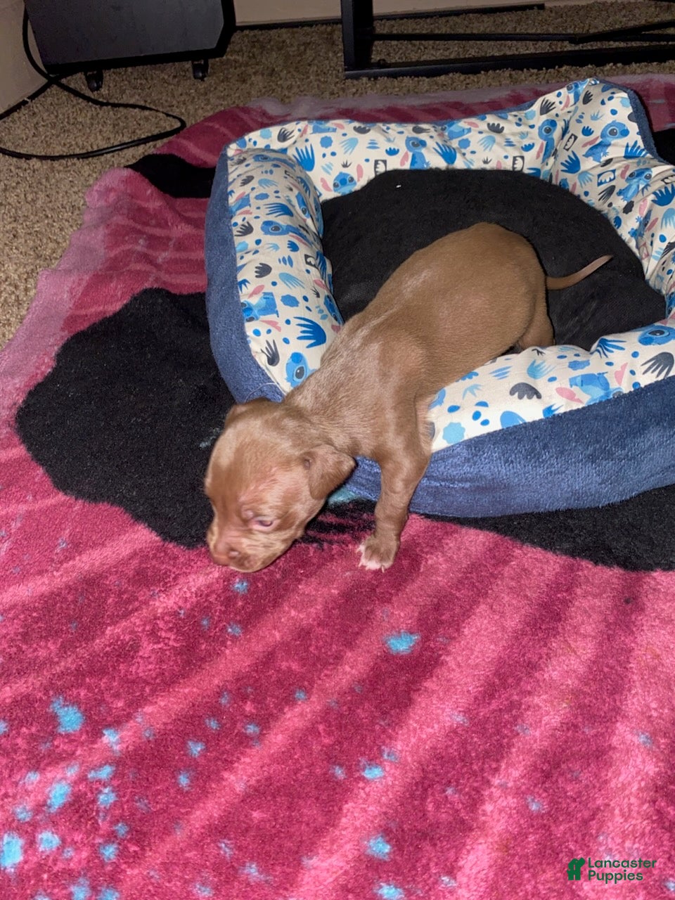 Mixed Breed dogs for sale: Boy 6 - Ad 2