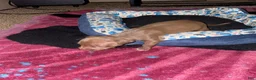 Mixed Breed dogs for sale: Boy 6 - Ad 2