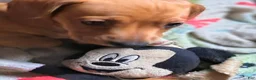 Miniature Dachshund dogs for sale: Frankie - Ad 7