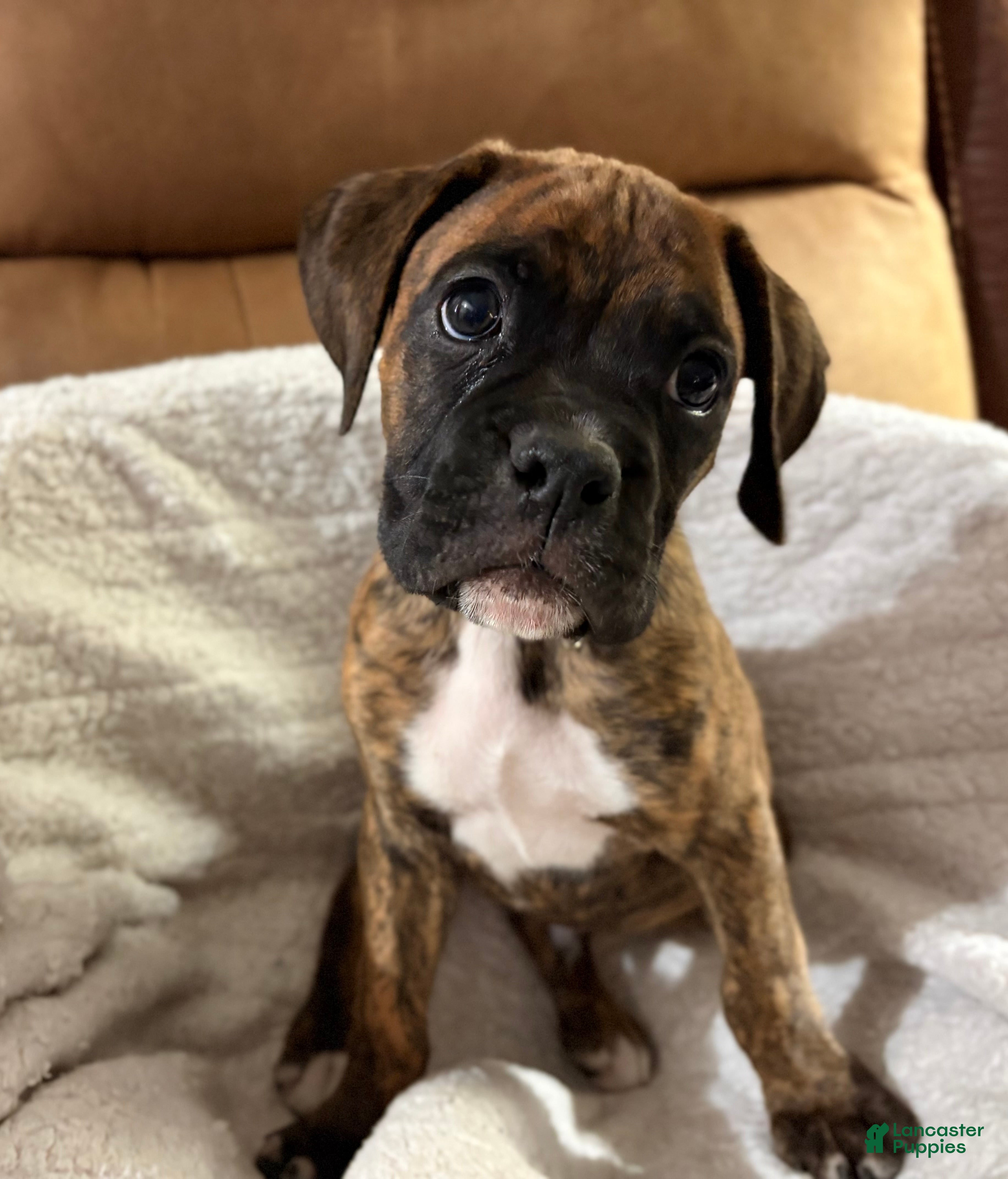 Boxer dogs Blue - Ad 1