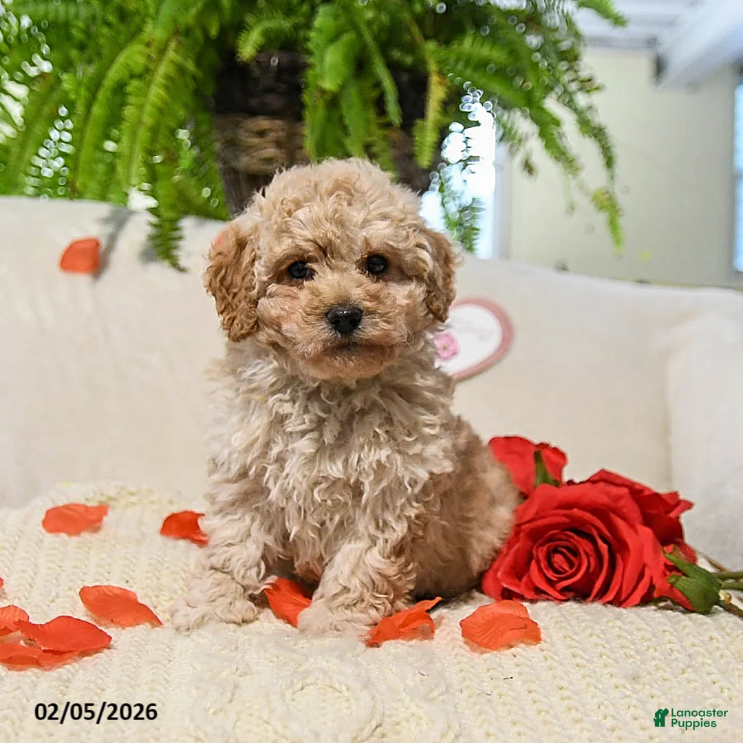 Maltipoo dogs for sale: Adrian - Ad 3