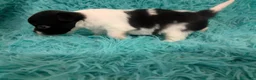 Chihuahua dogs for sale: LC Apple Head Oreo  - Ad 5