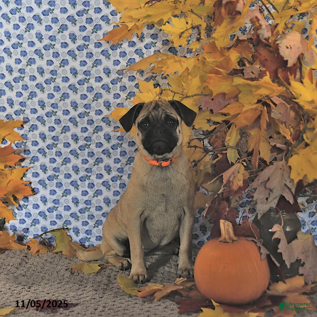 Pug dogs for sale: Goldie - Ad 5