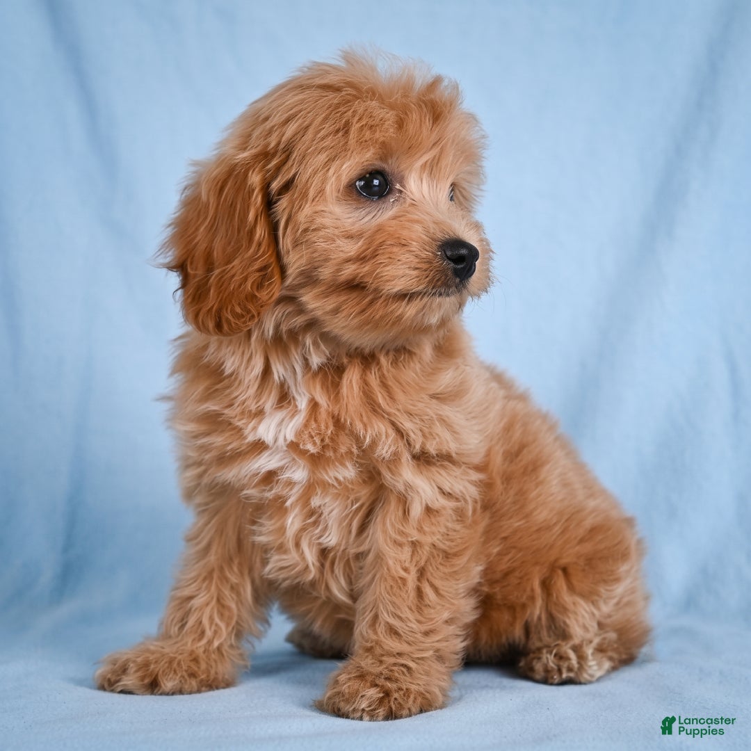 Cavapoo dogs LILLY - Ad 2