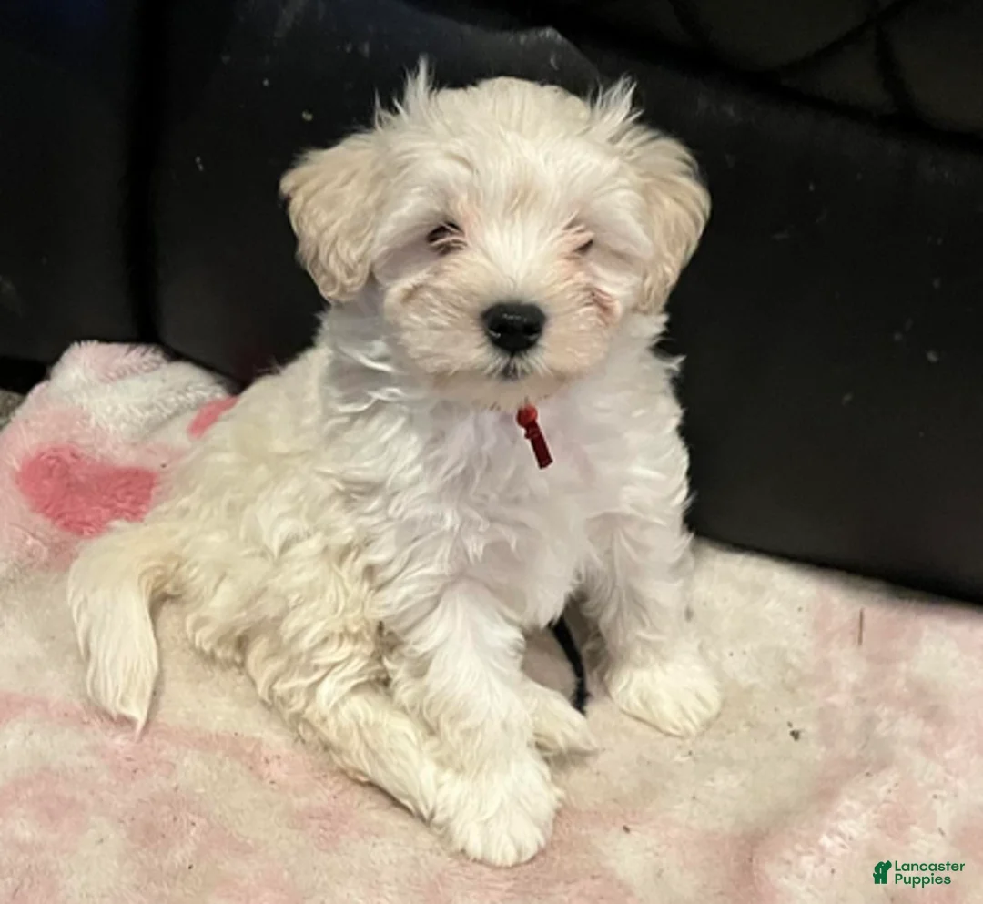 Miniature Schnauzer dogs for sale: Stevie (red collar) - Ad 12