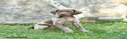 German Shorthaired Pointer dogs for sale: Rifle - Ad 3