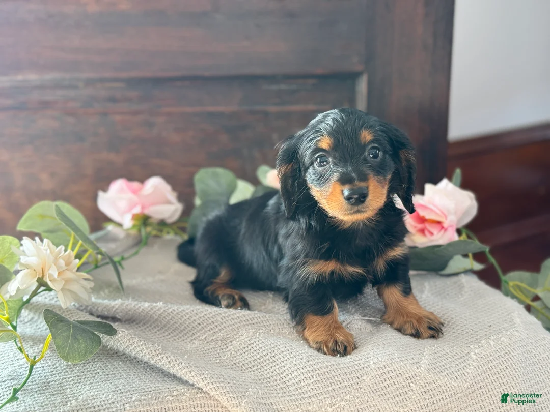 Miniature Dachshund dogs for sale: Monty - Ad 5