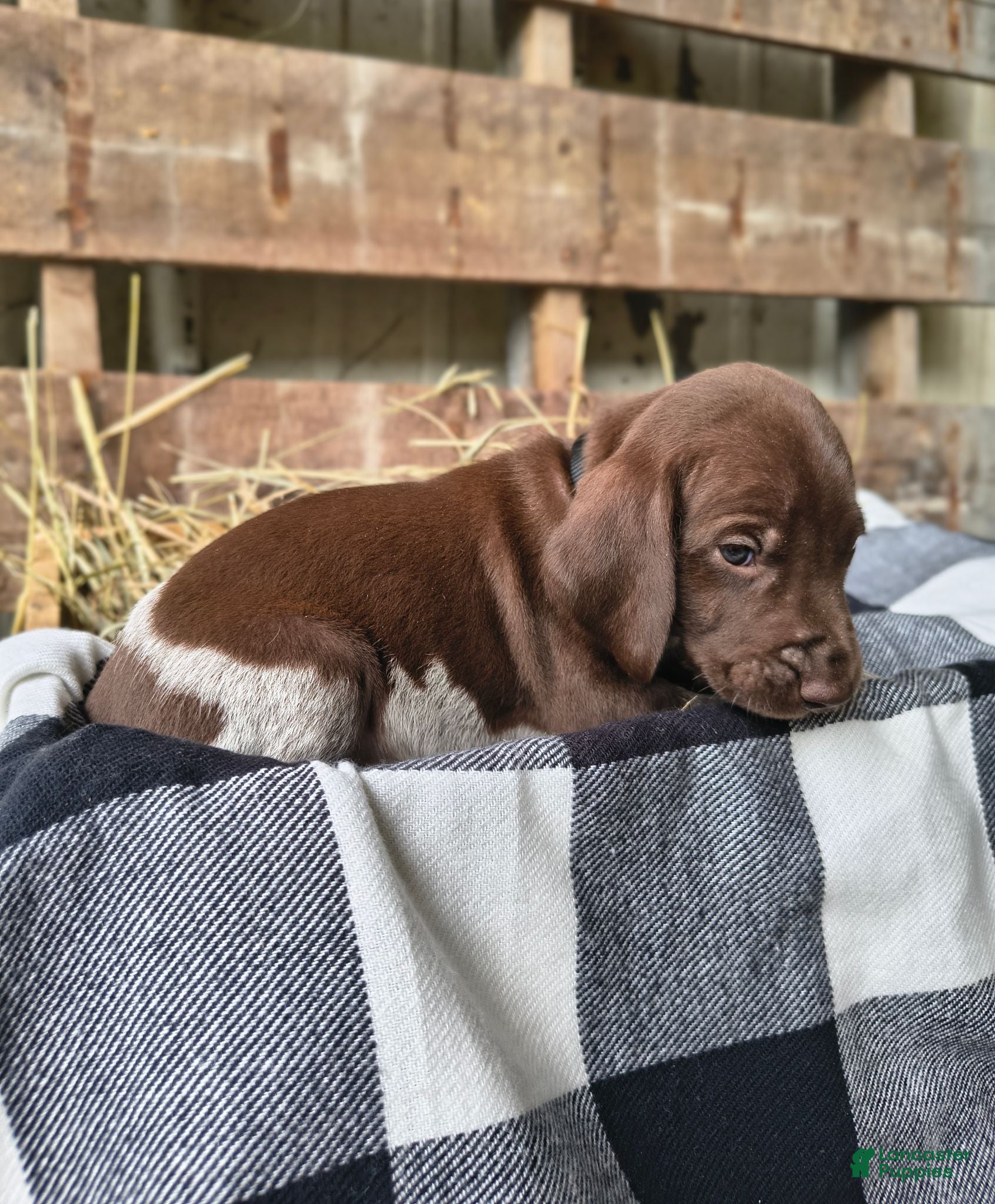 German Shorthaired Pointer dogs Mike - Ad 19