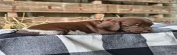 German Shorthaired Pointer dogs for sale: Mike - Ad 1