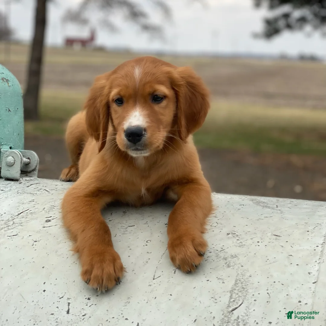 Mixed Breed dogs for sale: Blaze - Ad 2