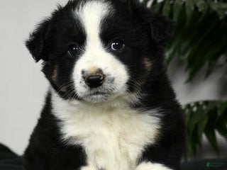 Australian Shepherd dogs - Ad 1