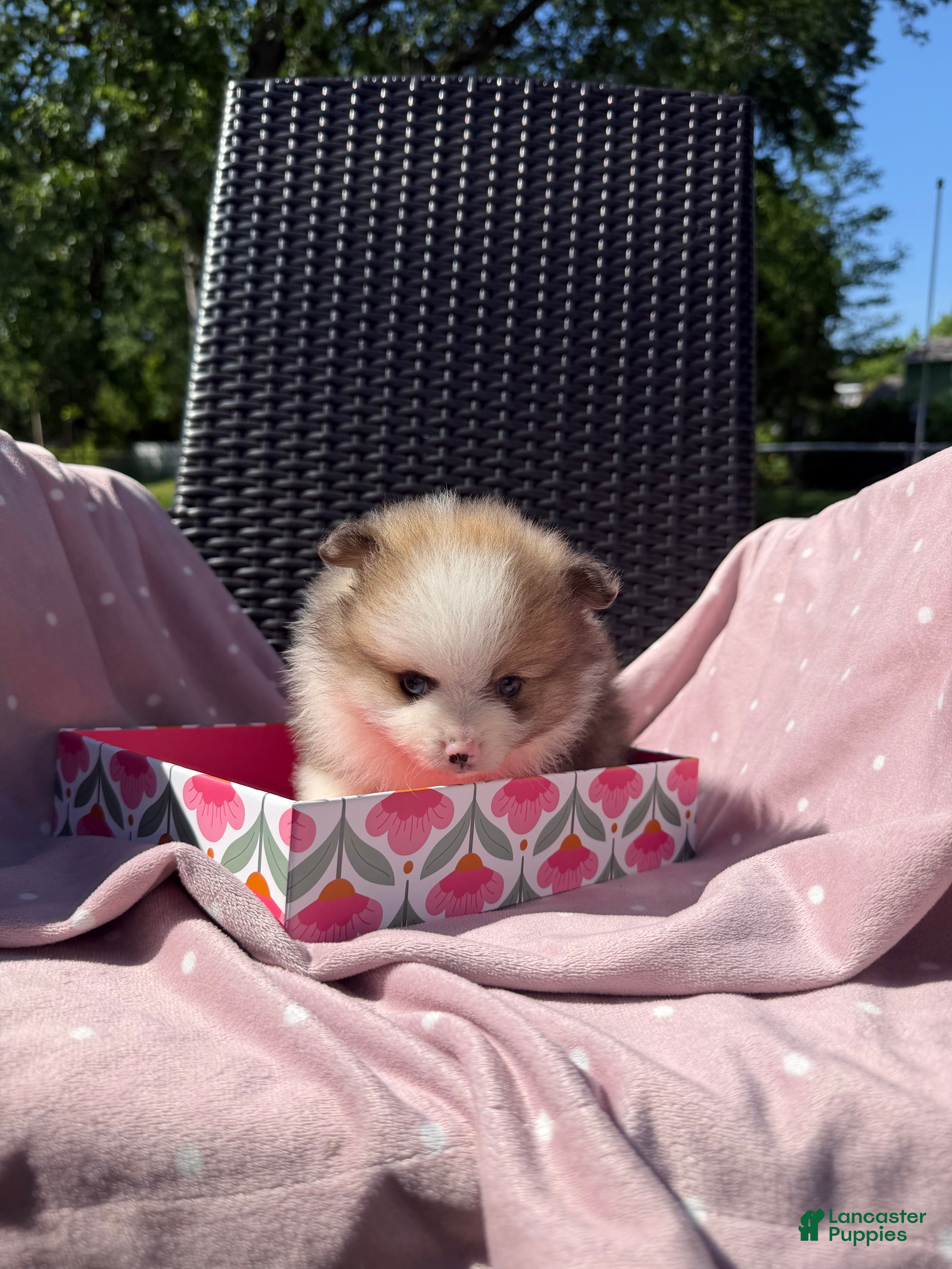 Pomeranian dogs Gazelle - Ad 1
