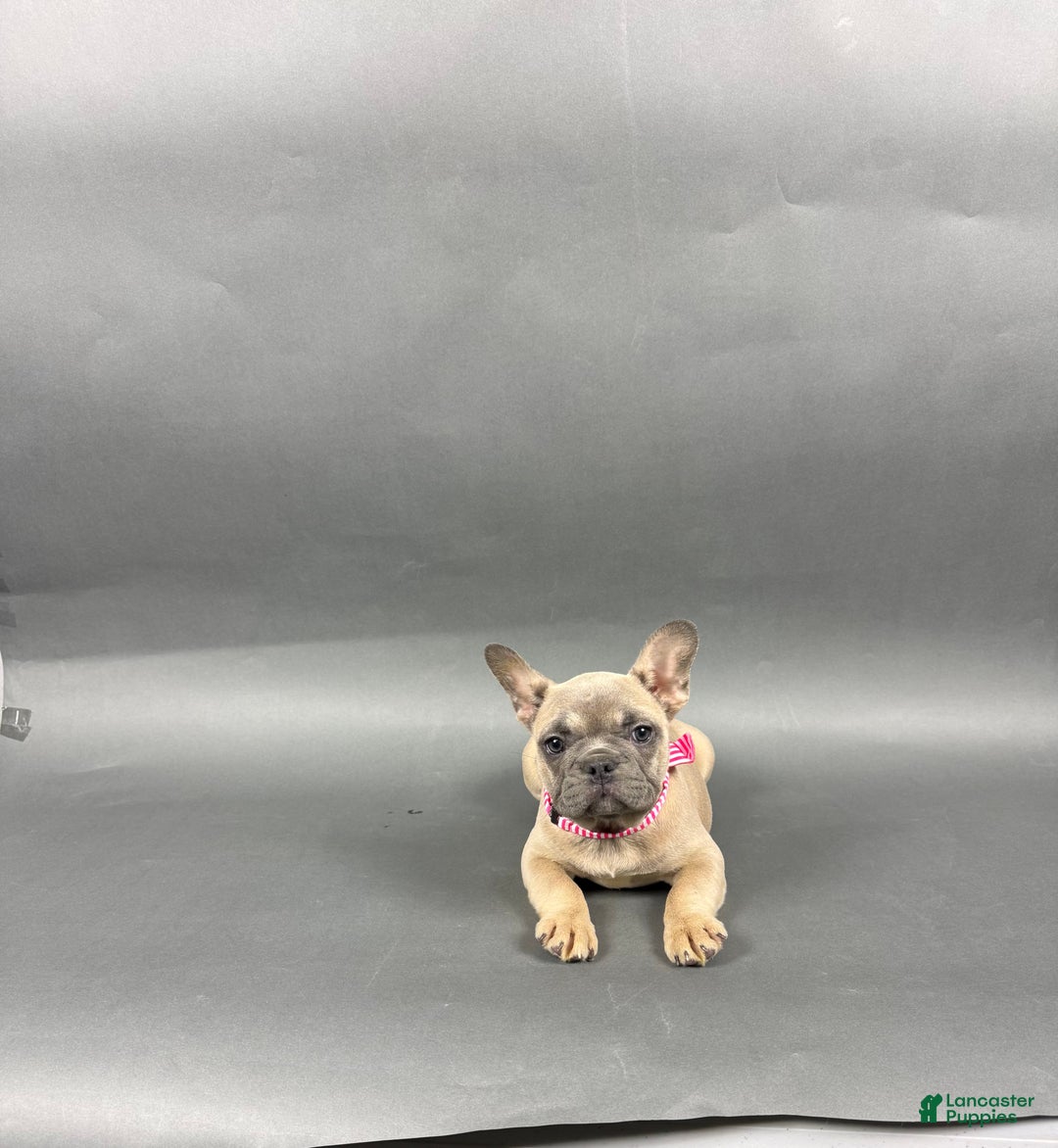 French Bulldog dogs for sale: Stella - Ad 3