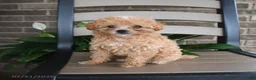 Havapoo dogs for sale: Atlas - Ad 4