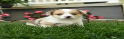 Welsh Corgi Pembroke dogs for sale: Molly - Ad 2