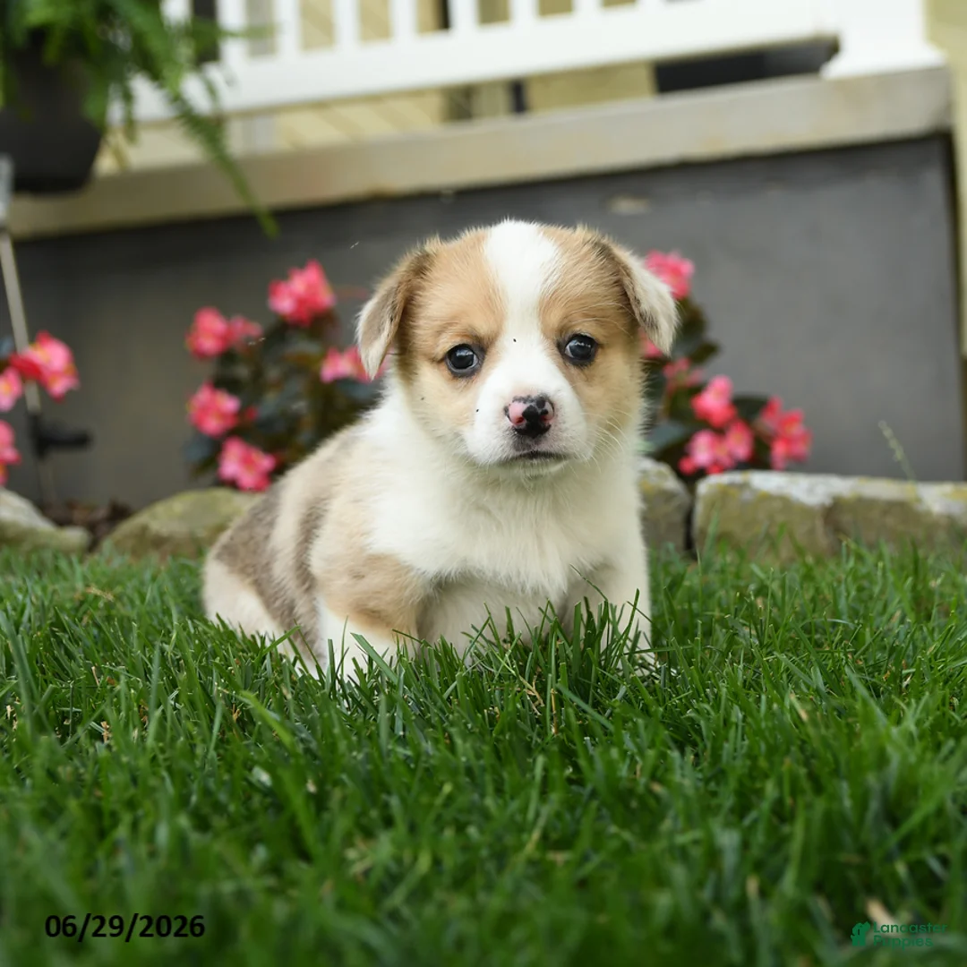 Welsh Corgi Pembroke dogs for sale: Molly - Ad 2