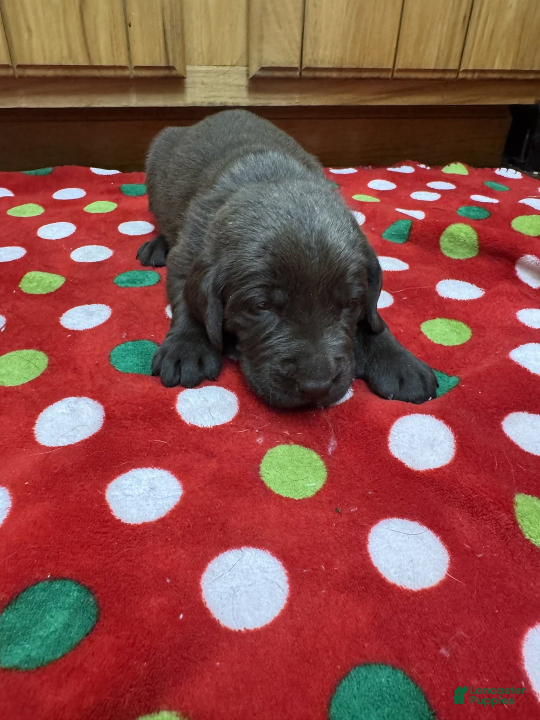 Labrador Retriever dogs for sale: Cedar - Ad 4